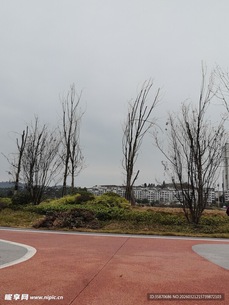 空旷红地与枯树景观