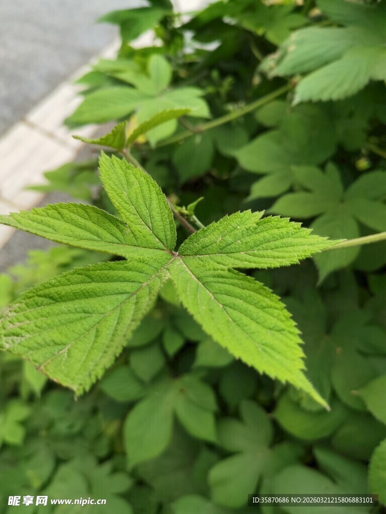 嫩绿五叶植物特写
