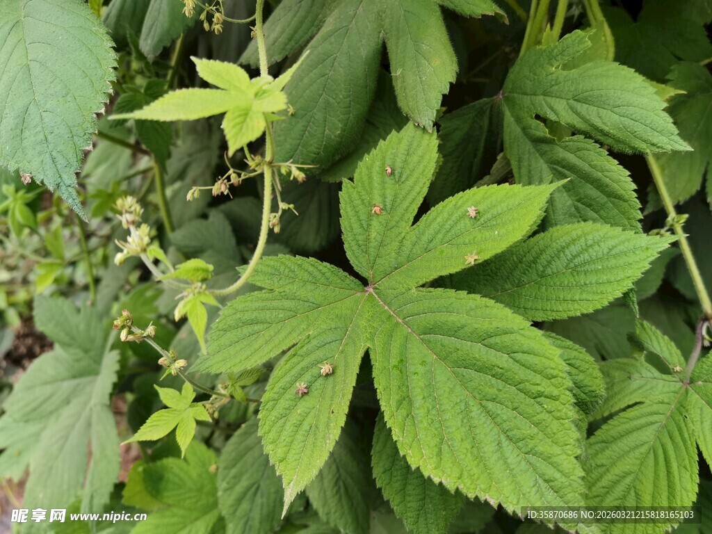 绿叶藤蔓植物特写