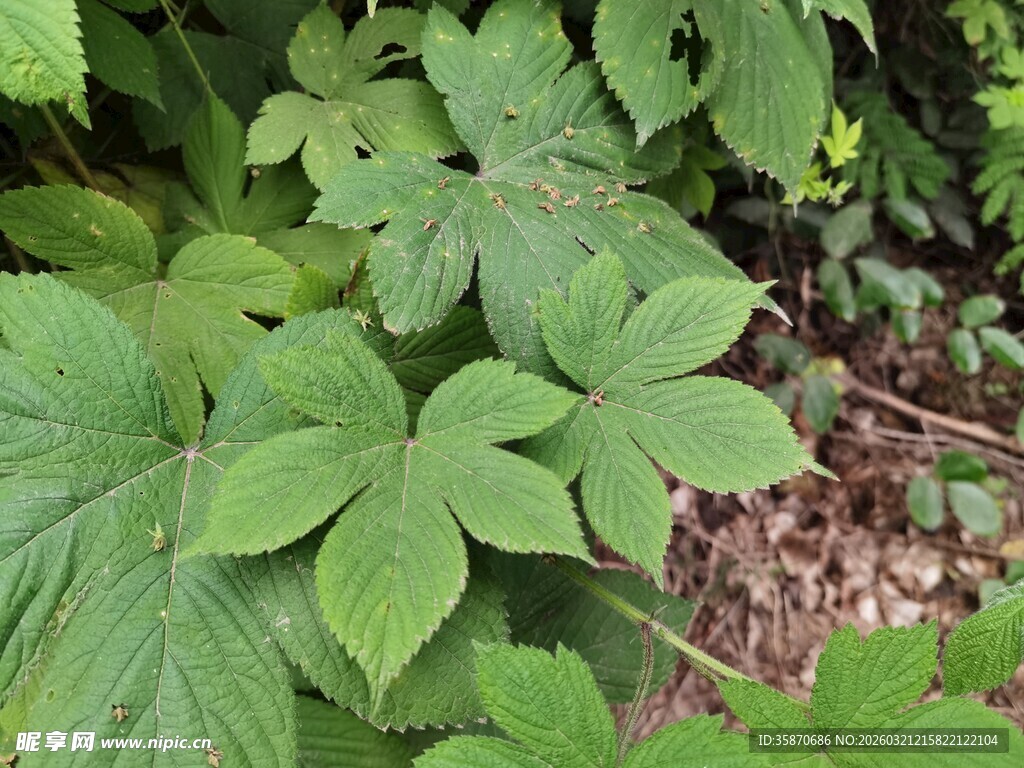 绿叶繁茂的植物景观