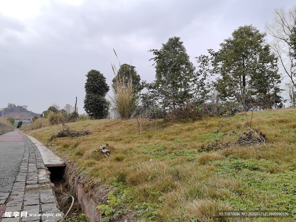 乡村小路旁的自然景致