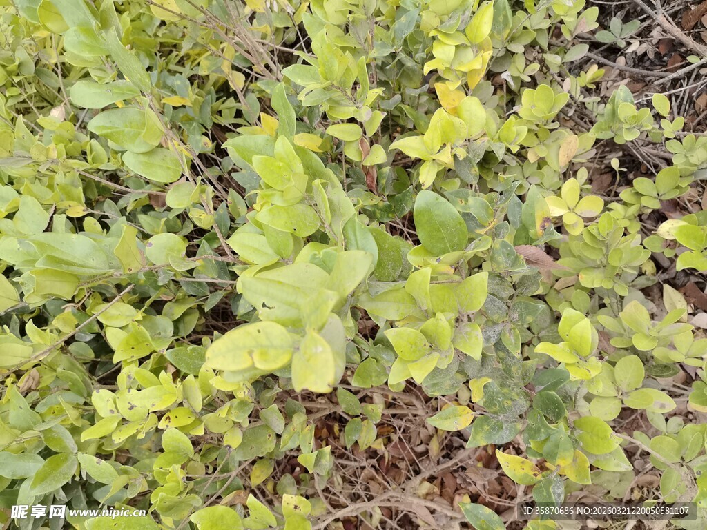 嫩绿枝叶植物景观
