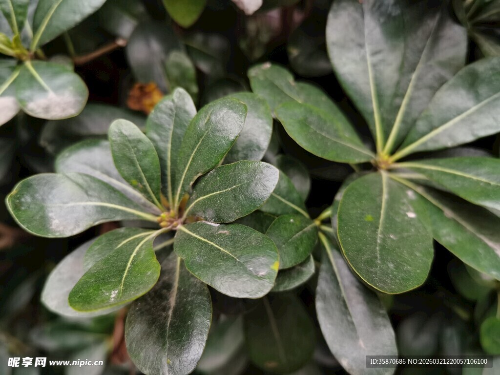 银边绿叶植物特写