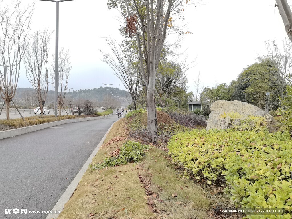 城郊静谧的林荫道路景观