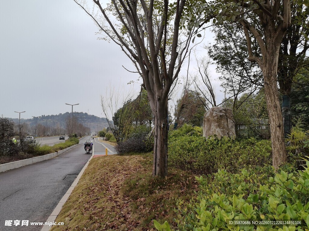 郊外林荫小道风景