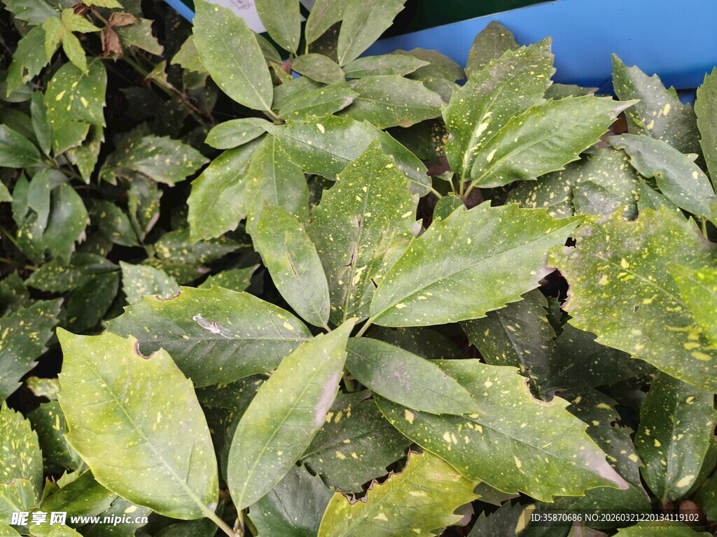 绿叶特写叶片细节丰富