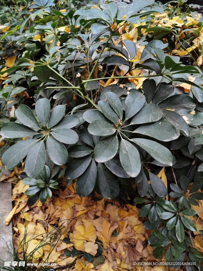 绿叶间的别样植物景观