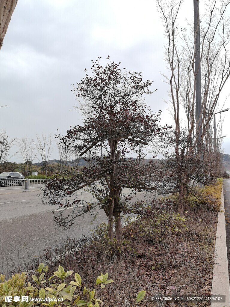 户外停车场旁的树木景观