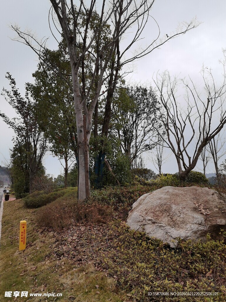 户外荒野中的树木与巨石