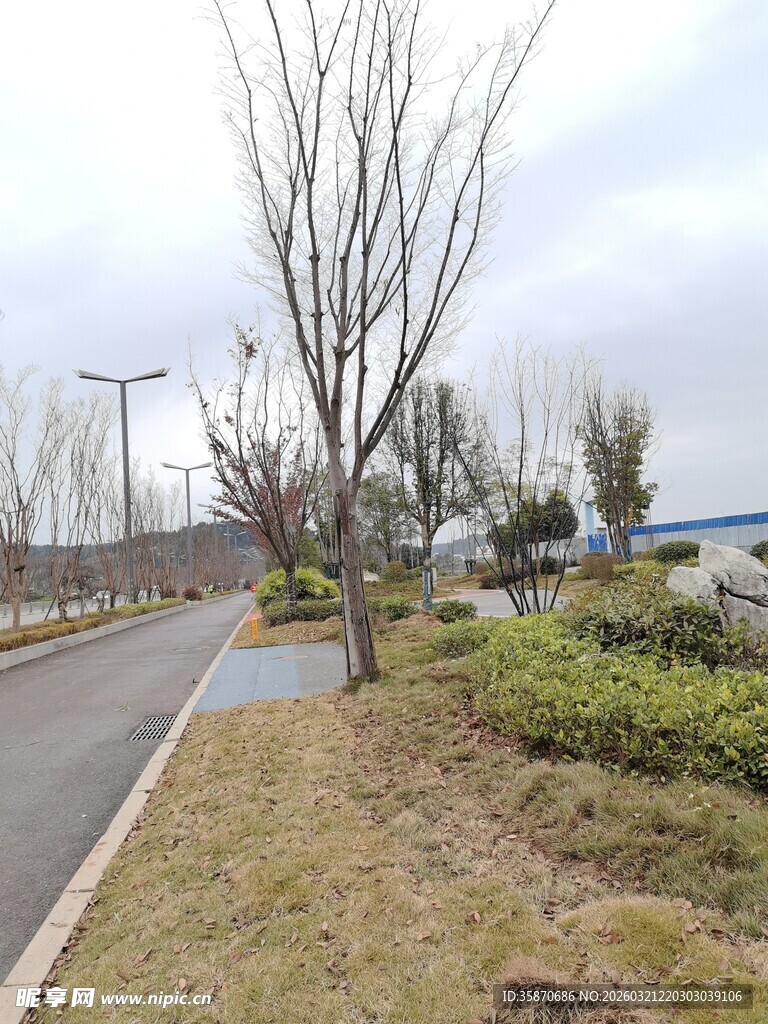 城郊道路旁的绿植景观