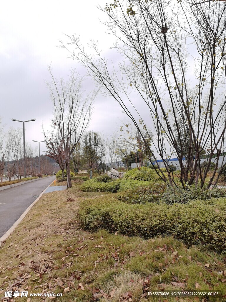 道路旁绿植景观