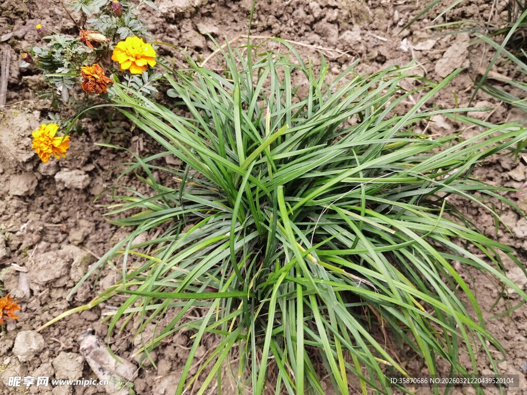 绿叶黄花的地面植物