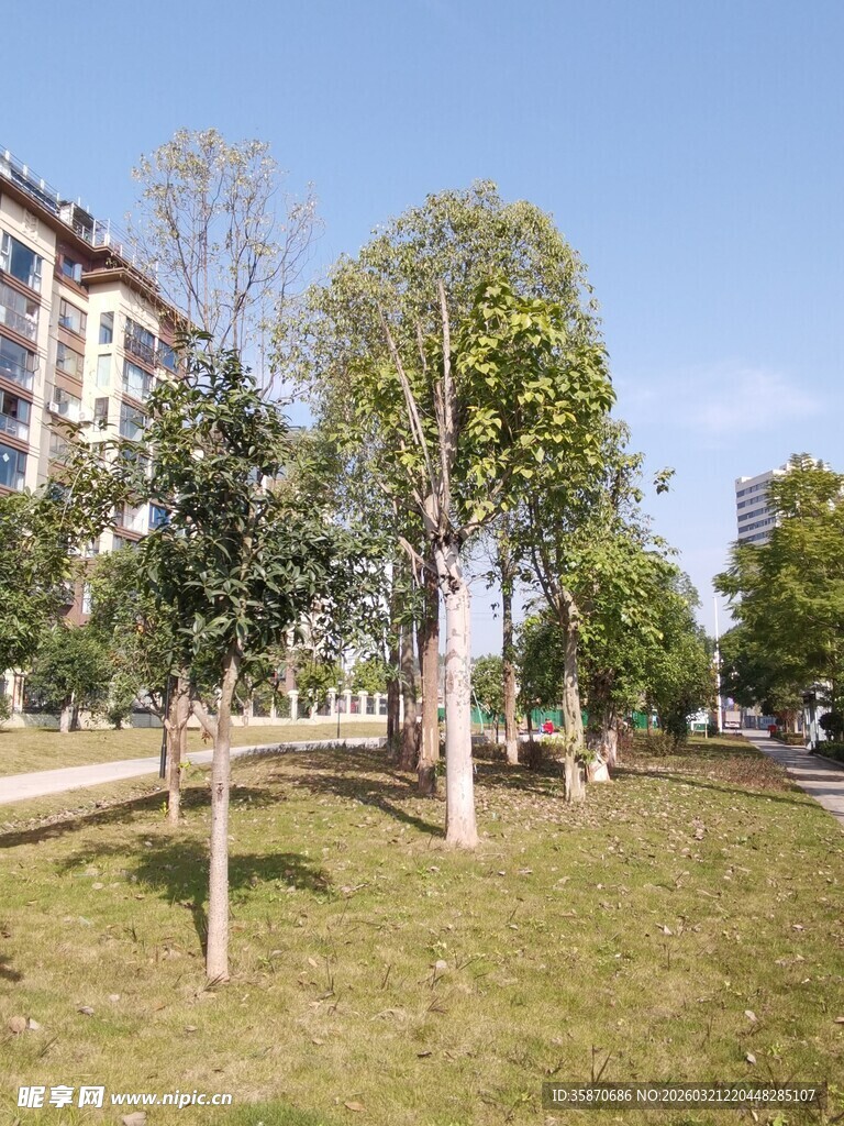 城市中的绿意公园景观