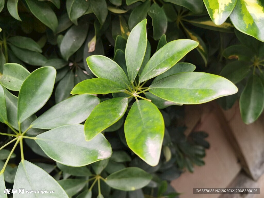 翠绿繁茂的掌状叶片植物