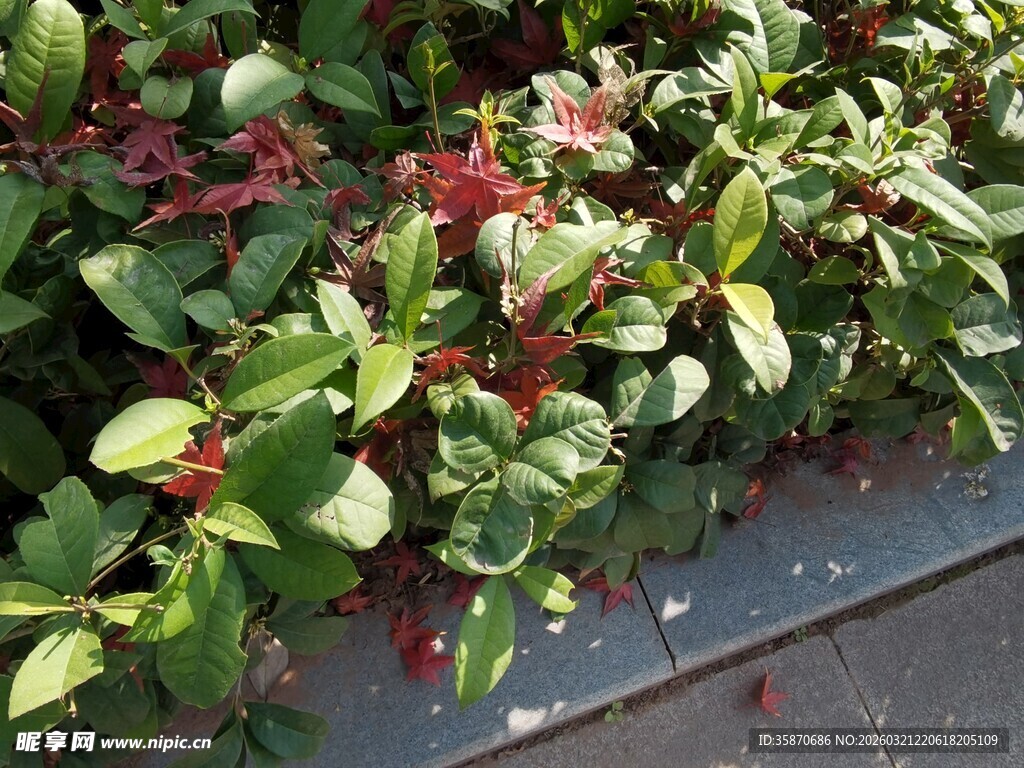 绿叶间的红色花卉植物