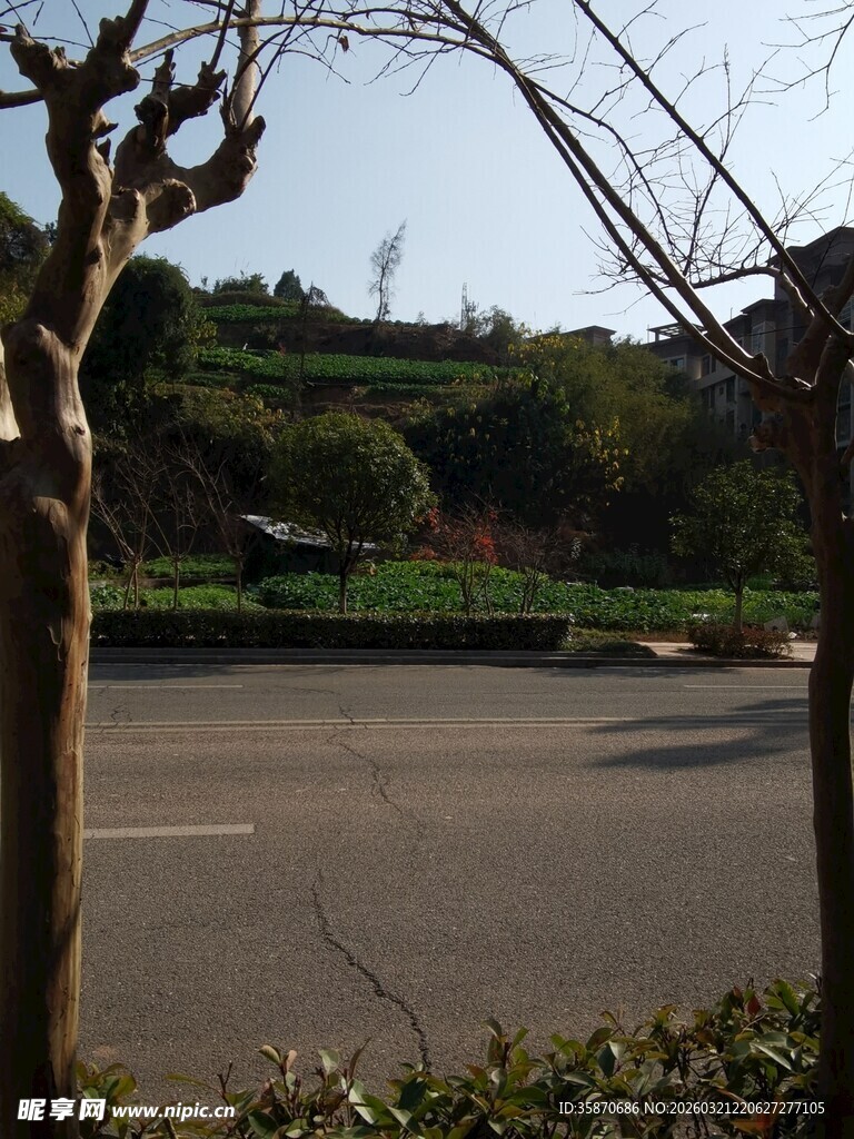 道路旁的树木与远处景致