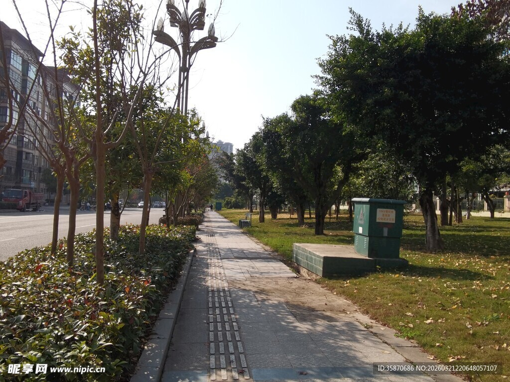 城市林荫小道景观