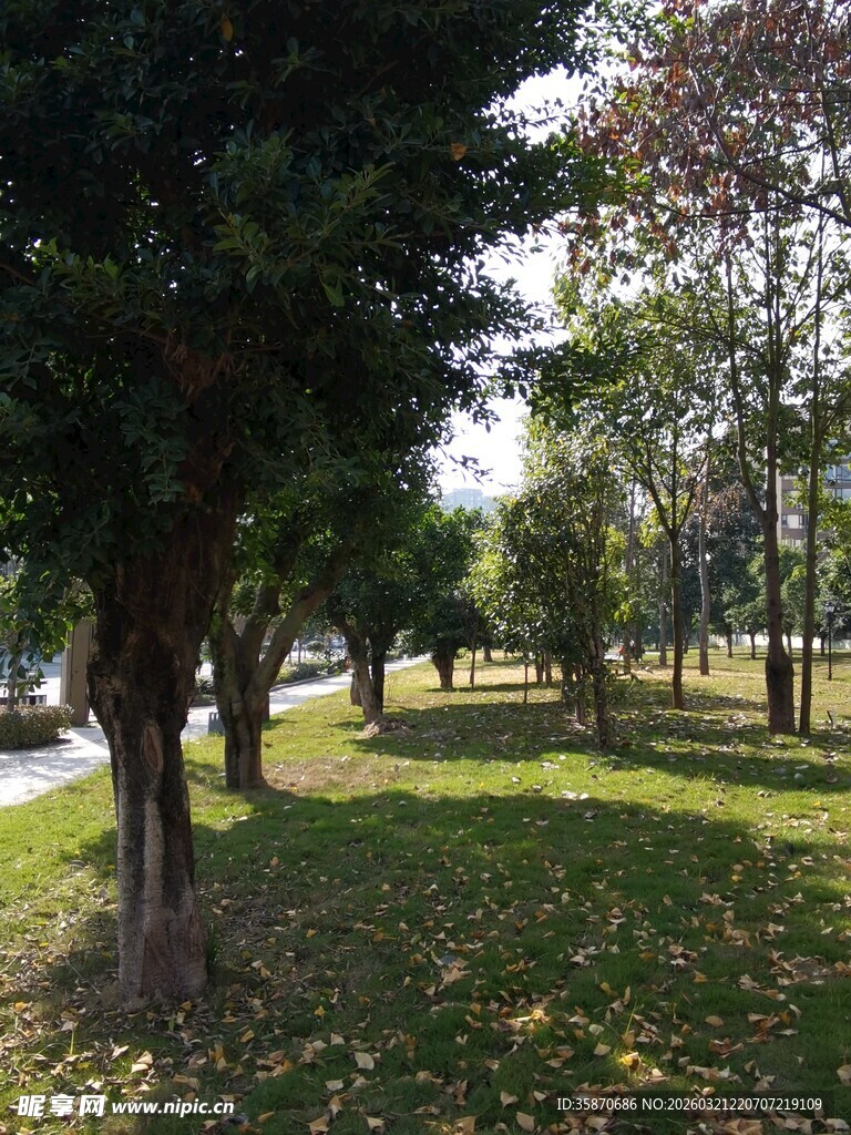 阳光照耀下的静谧公园