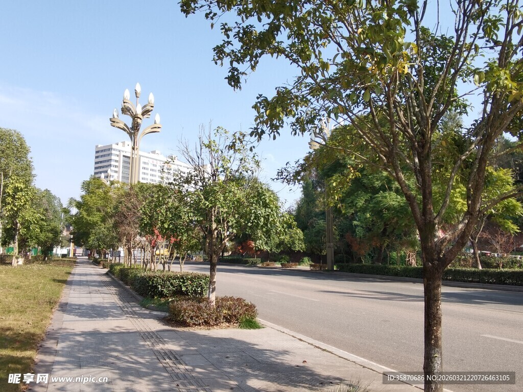 城市林荫街道景致