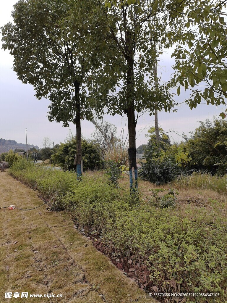 乡村小道旁的树木与绿植