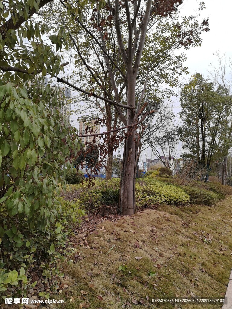 户外自然风景中的树木草地