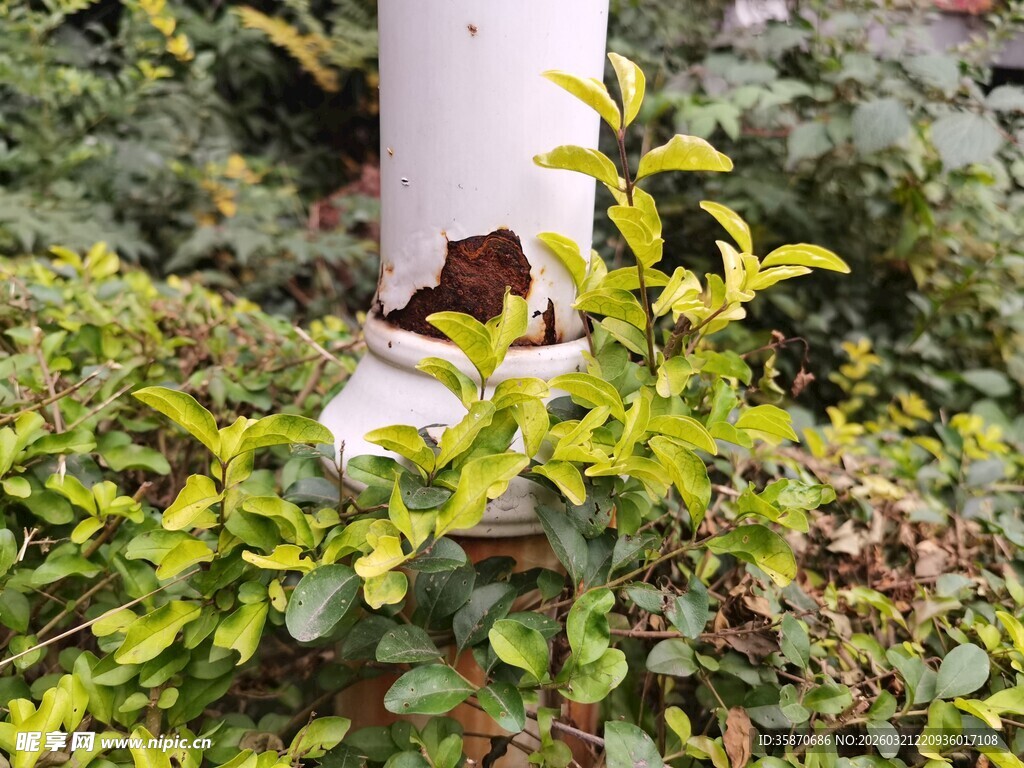 绿植环绕的白色柱子