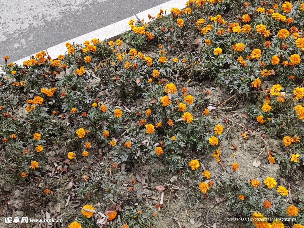 路边盛放的橙黄色小花