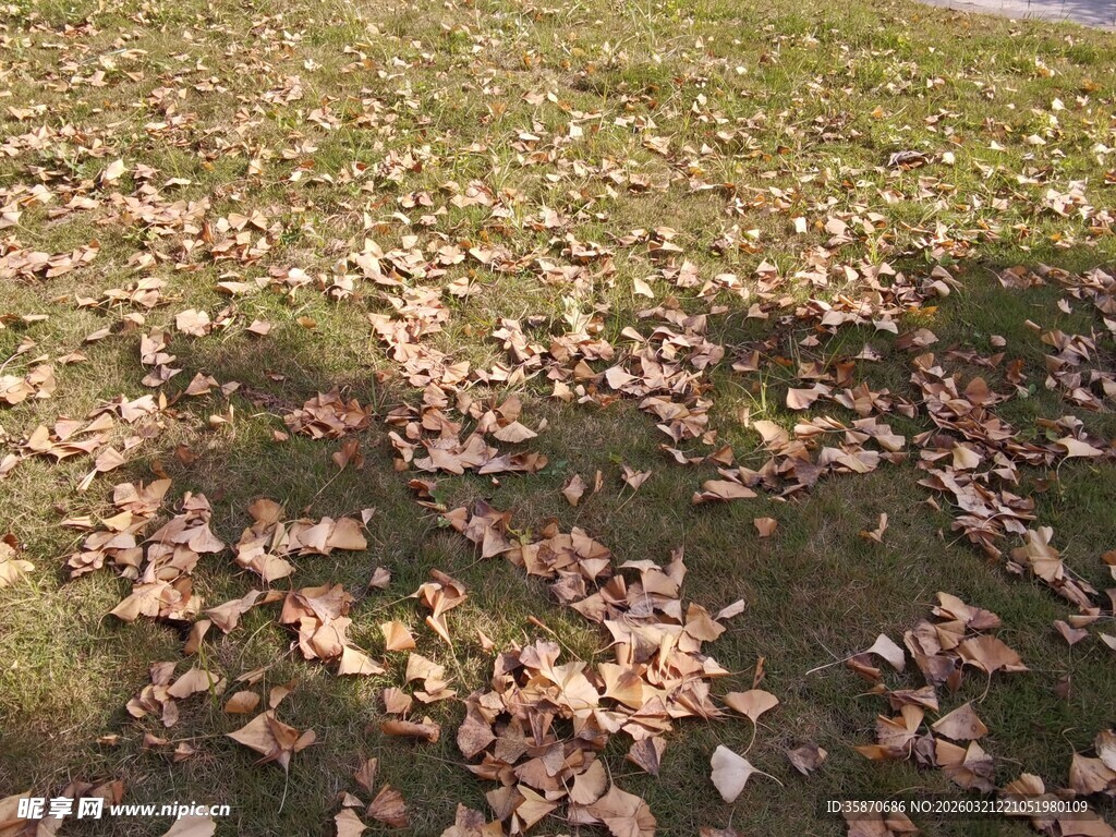 秋日草地落叶景致