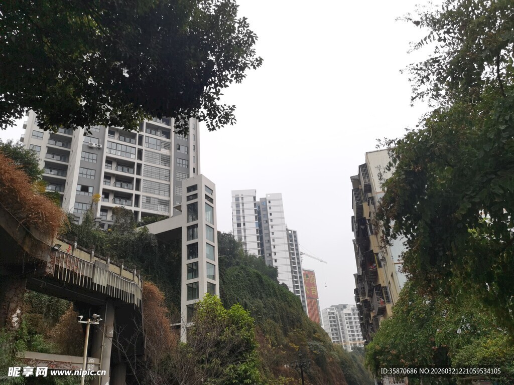 城市中高楼与繁茂绿植相映