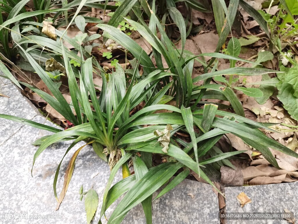 地面生长的绿植景观