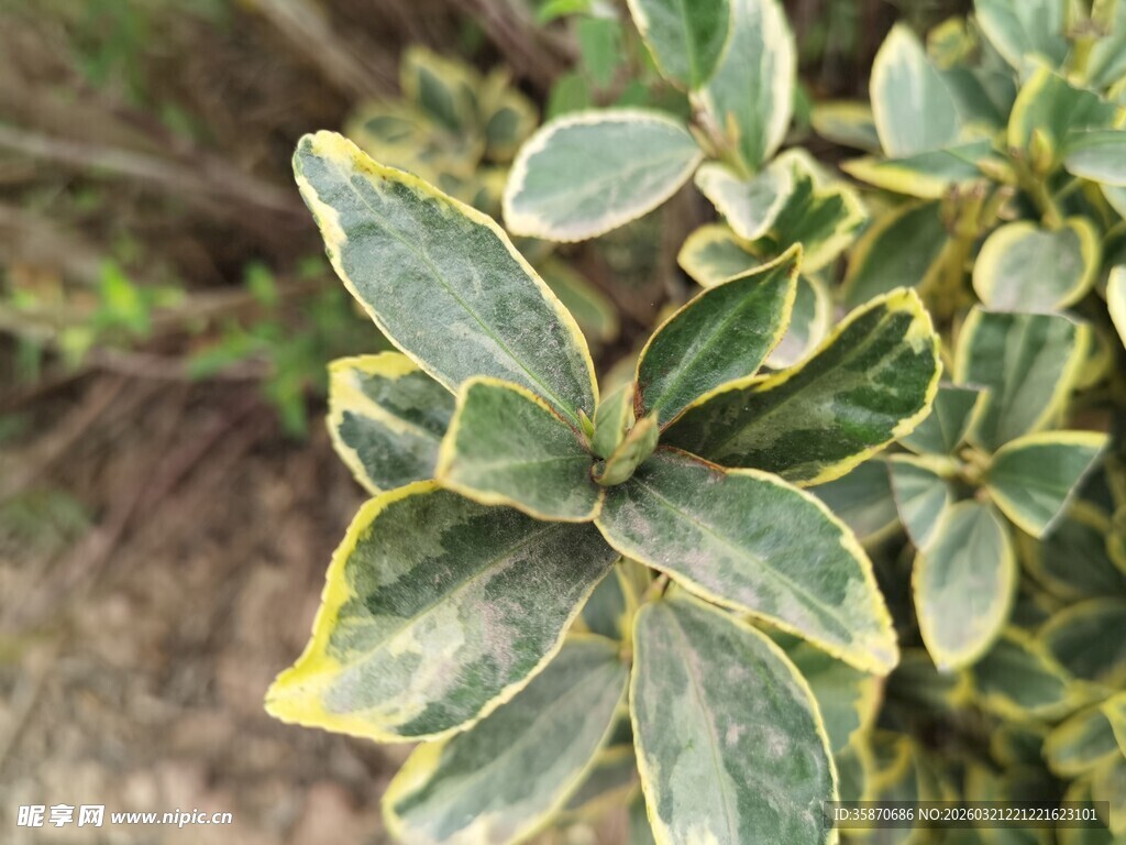 金边绿叶植物特写