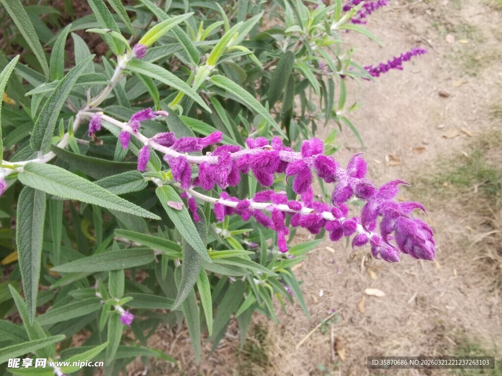 紫色穗状花卉特写