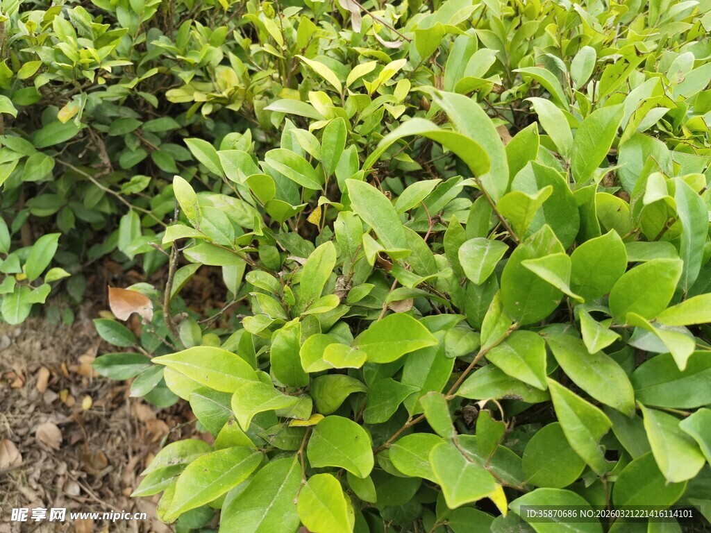 翠绿繁茂的绿植景观