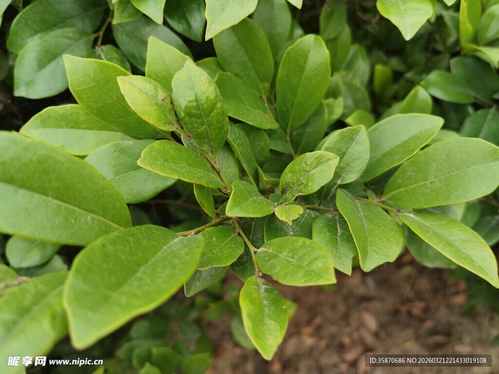 翠绿叶片植物特写