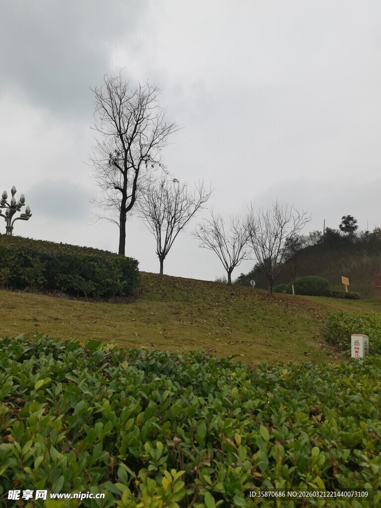 云雾下的茶园与孤树