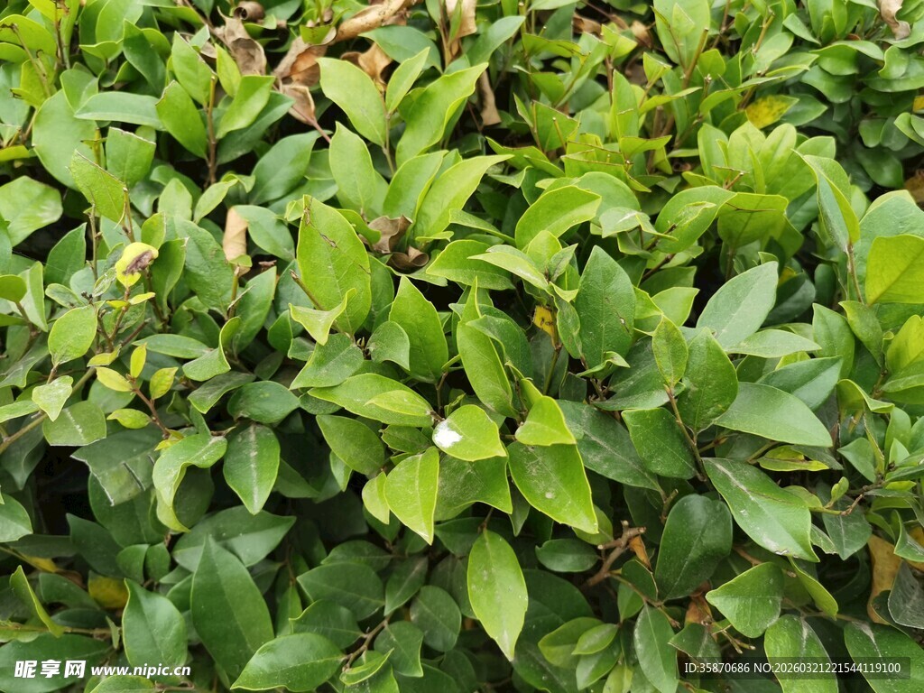 翠绿繁茂的植物叶片