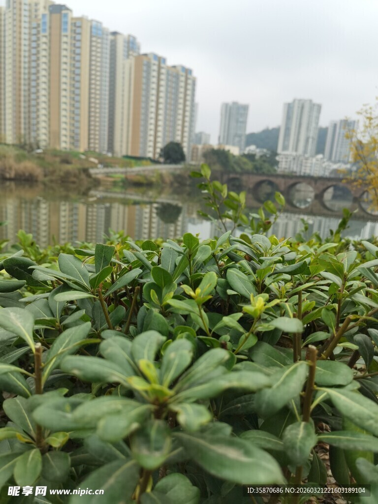 湖畔绿植与城市建筑景观