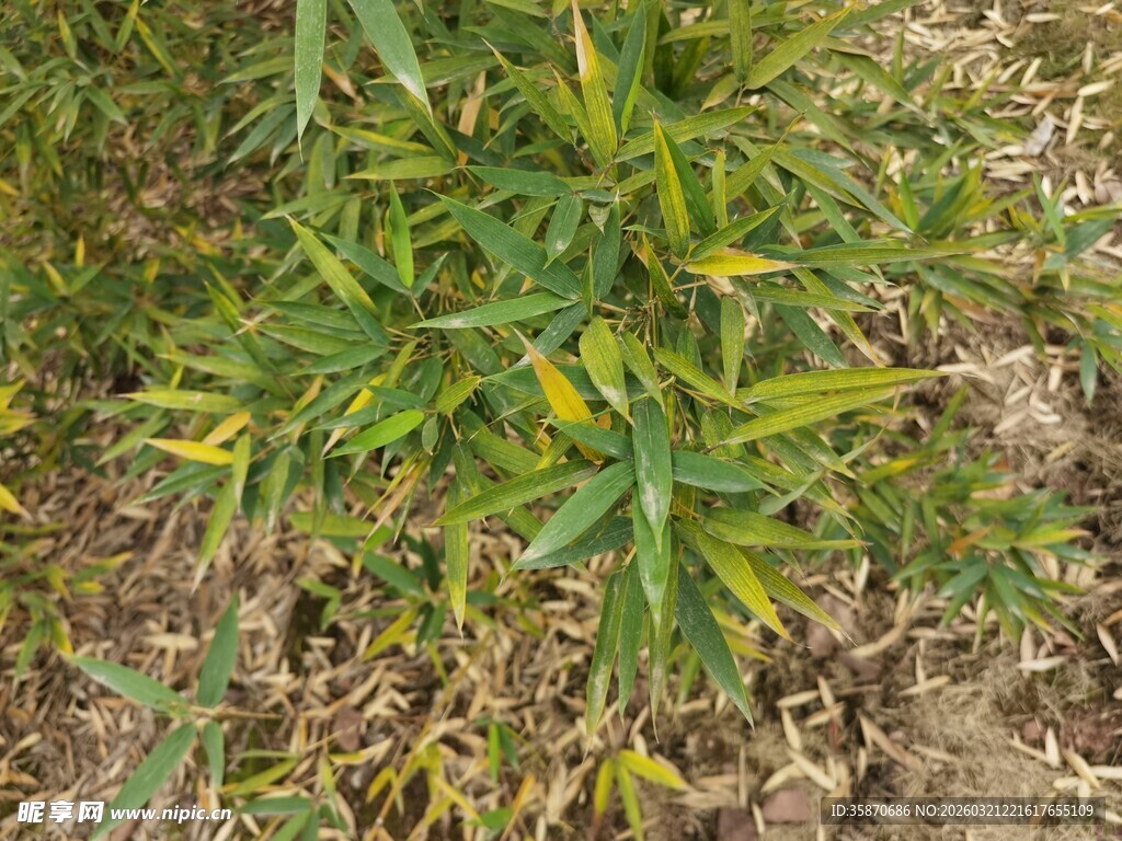 嫩绿丛生植物特写