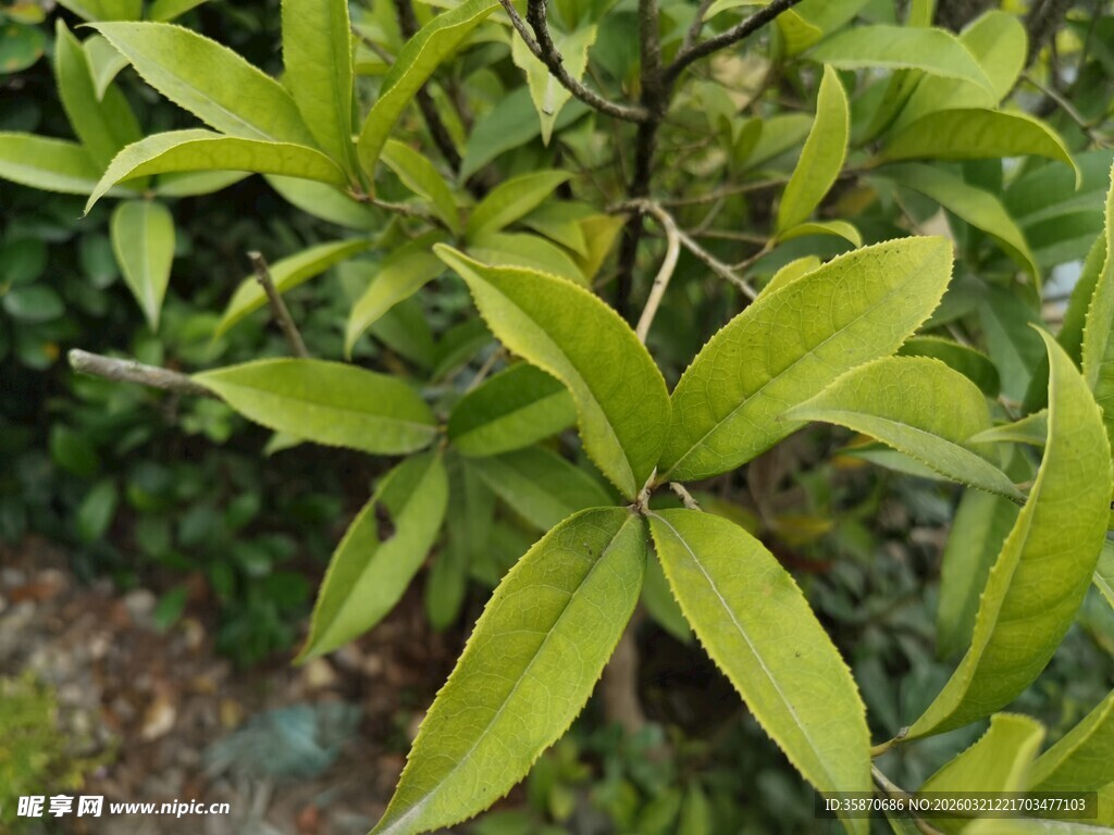 嫩绿叶片的清新植物