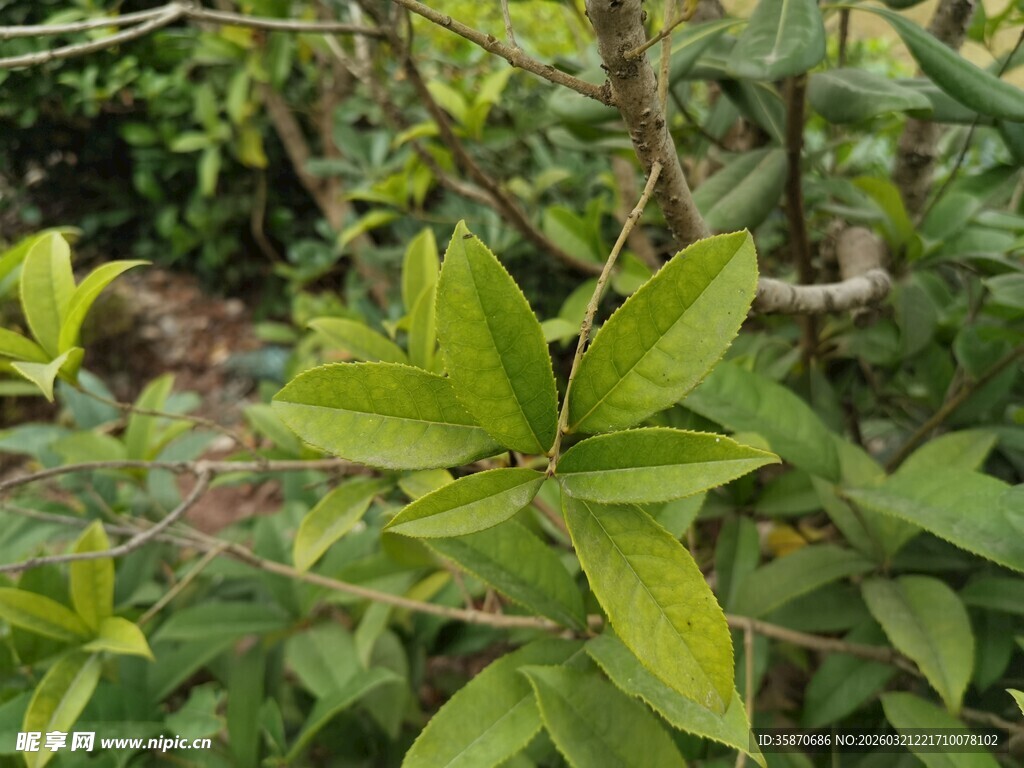 翠绿叶片的生机植物