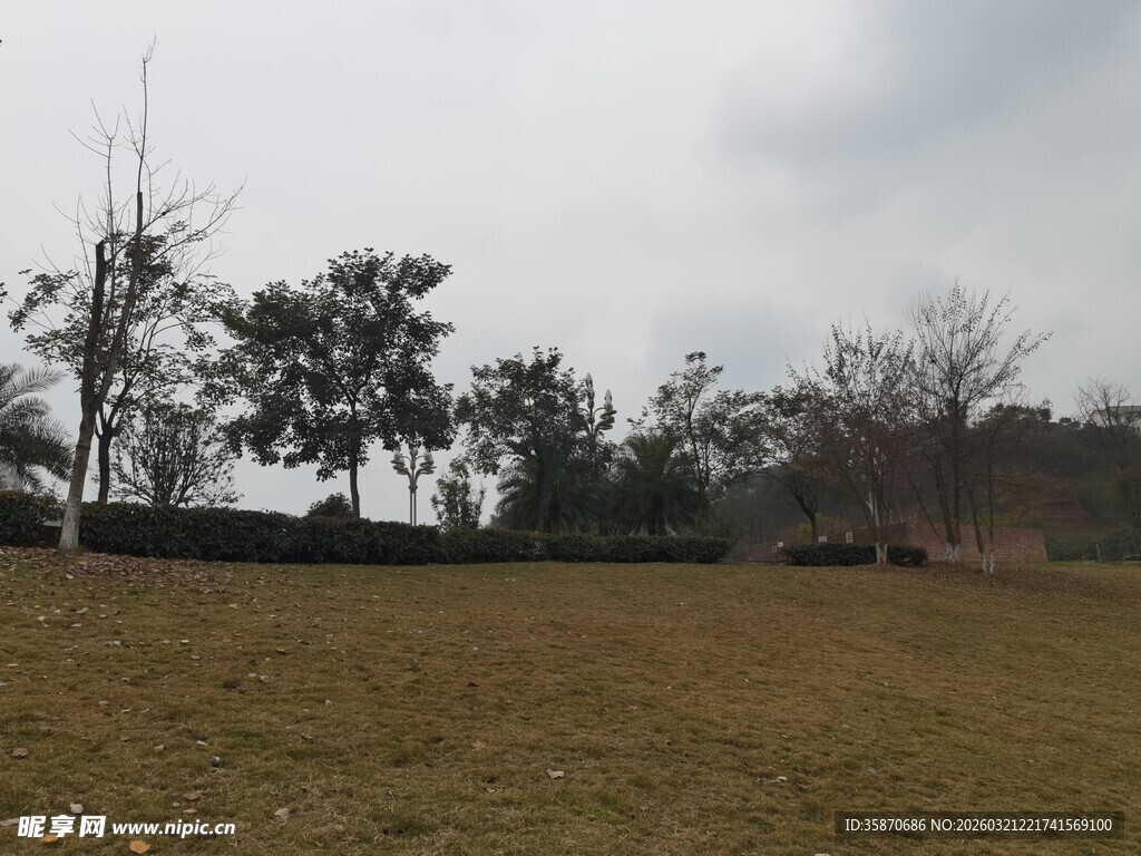 空旷草地与稀疏树木景观