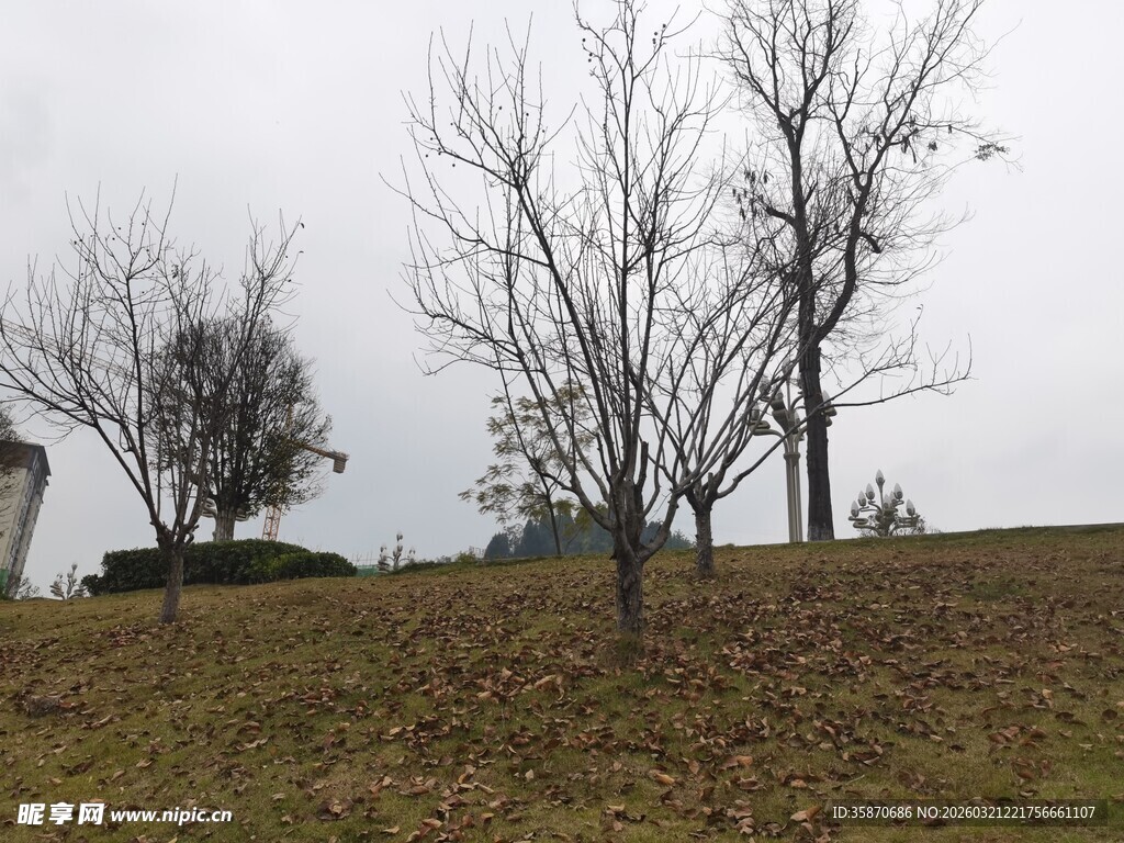 秋日郊野枯树景象