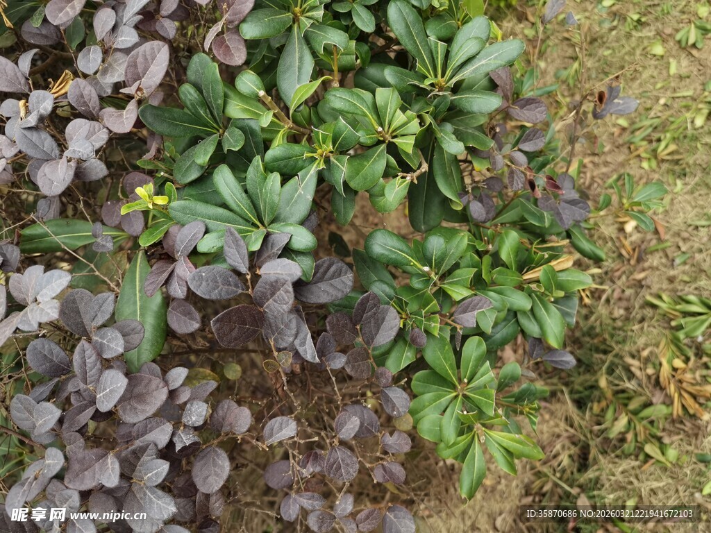 绿叶紫叶植物特写