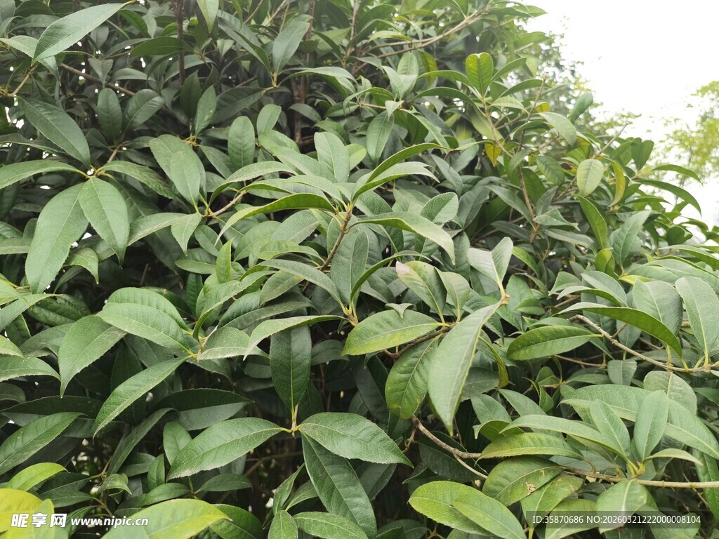 茂密绿叶植物特写