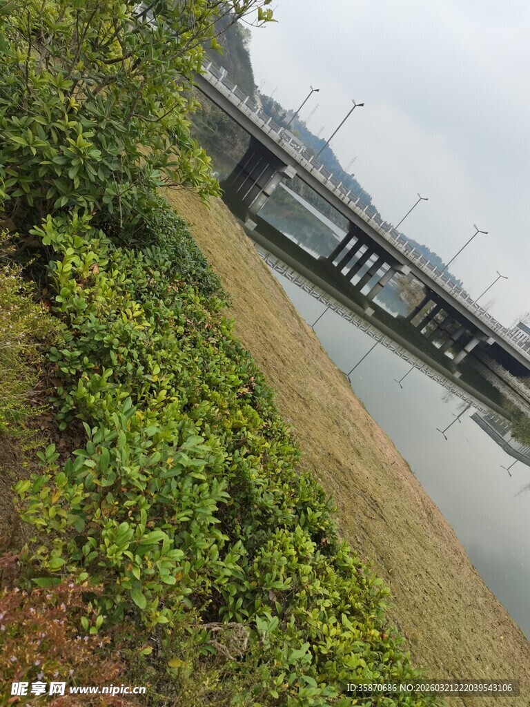 河畔绿植与远处桥梁景观