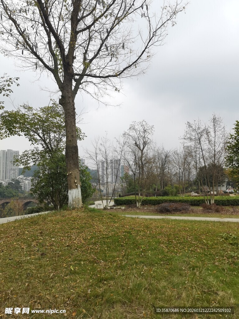 冬日旷野孤树景观