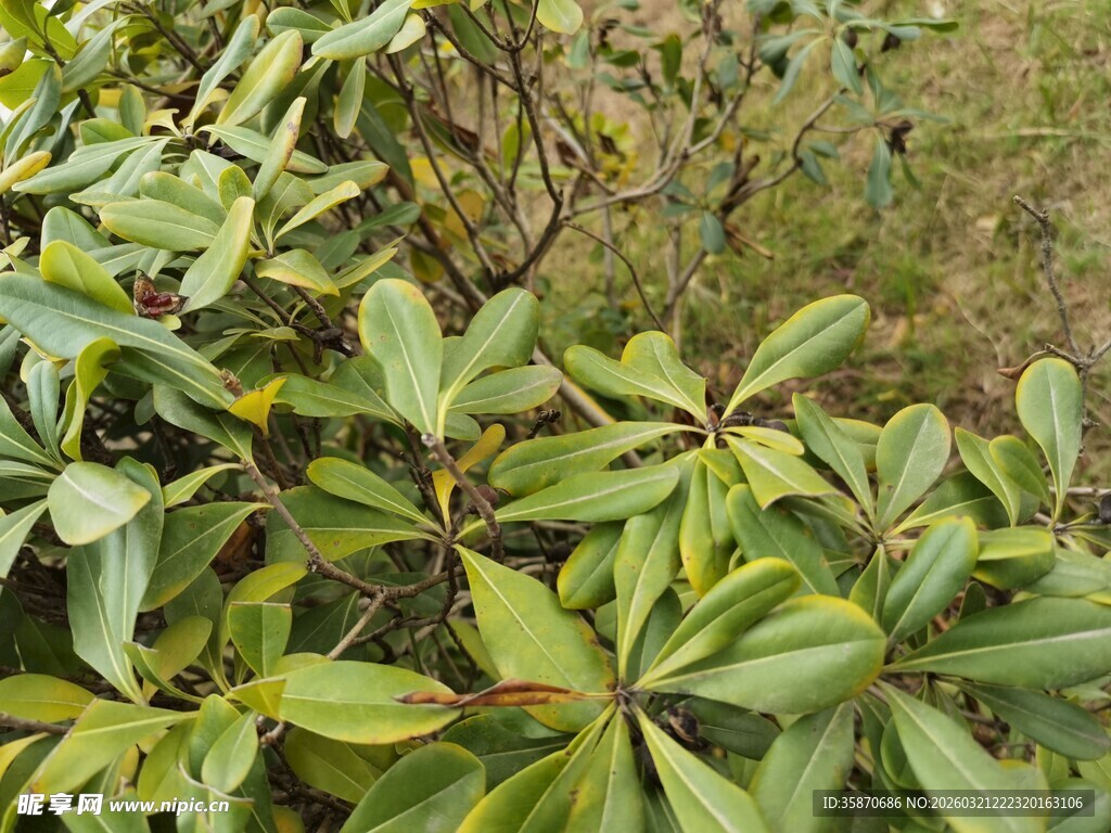 绿叶繁茂的植物景观