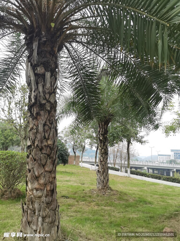公园中的棕榈树景观