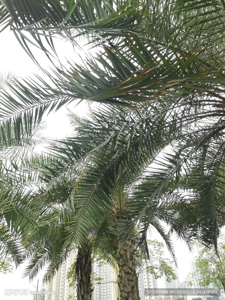 高大挺拔的棕榈树景观