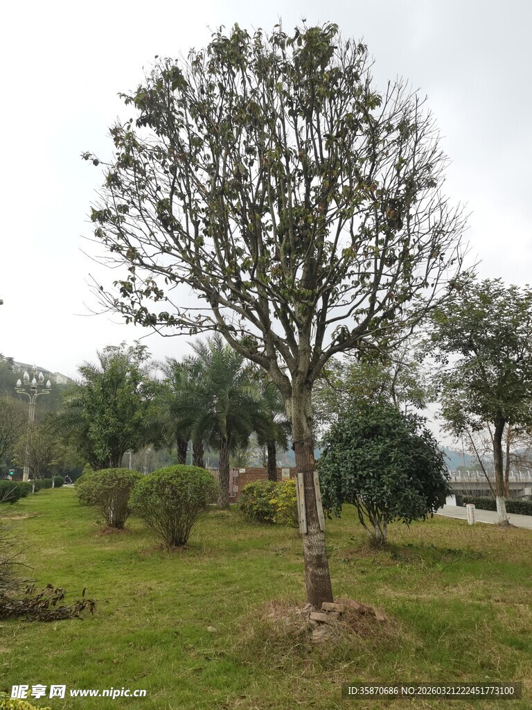 户外绿树与草地景观